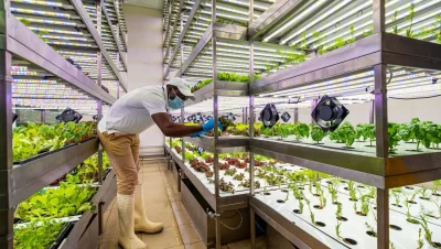 Vertical Farming in Russian Cities: A Solution for Urban Food Security 🌿🏙️