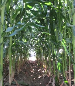 Variable Corn