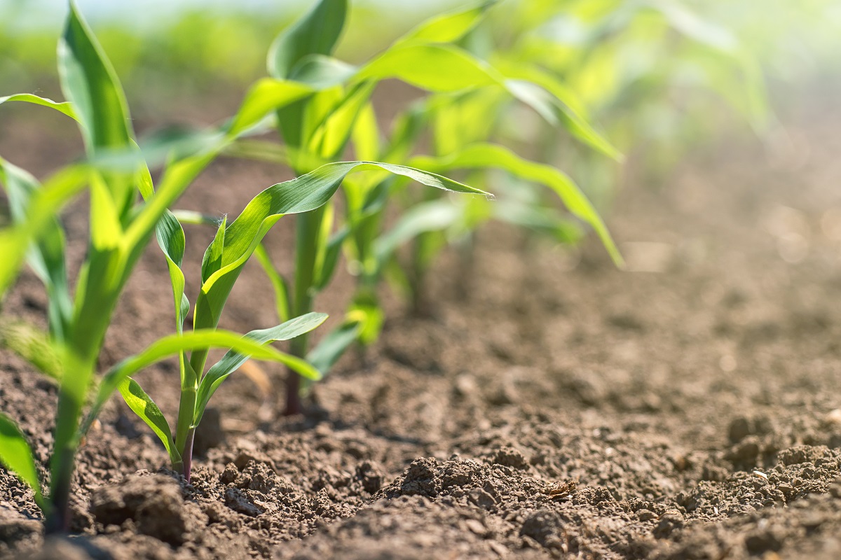 Precision Agriculture and Variable Corn Seeding Rates: The Smart Way to ...