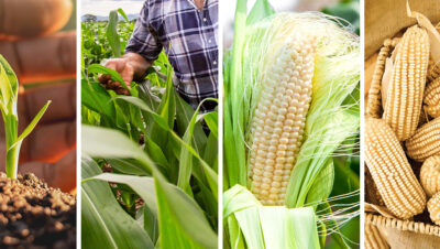 diferent corn