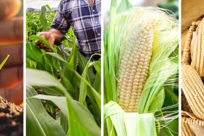 diferent corn