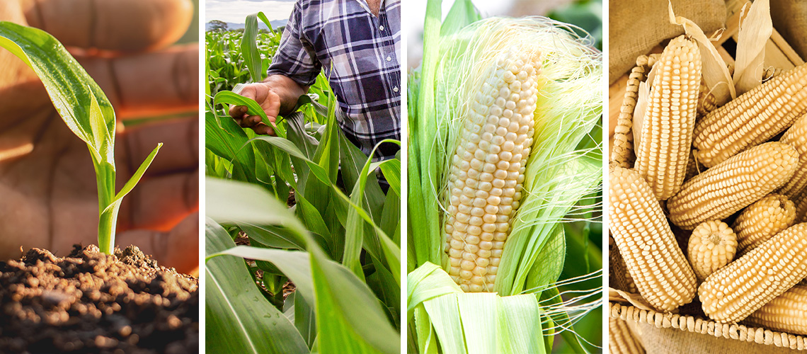 diferent corn