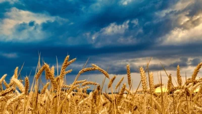 wheat-field-against-beautiful