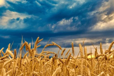 wheat-field-against-beautiful