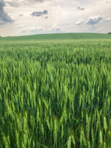 Wheat Production