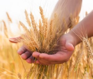 wheat with hands