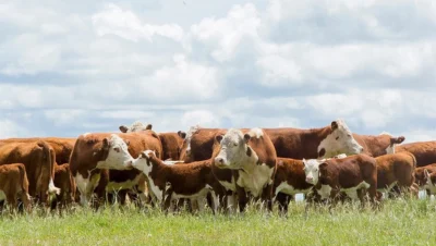 Hereford-cattle_pasture_adobe
