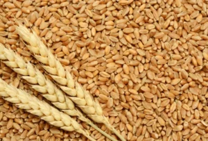 fresh-wheat-crop